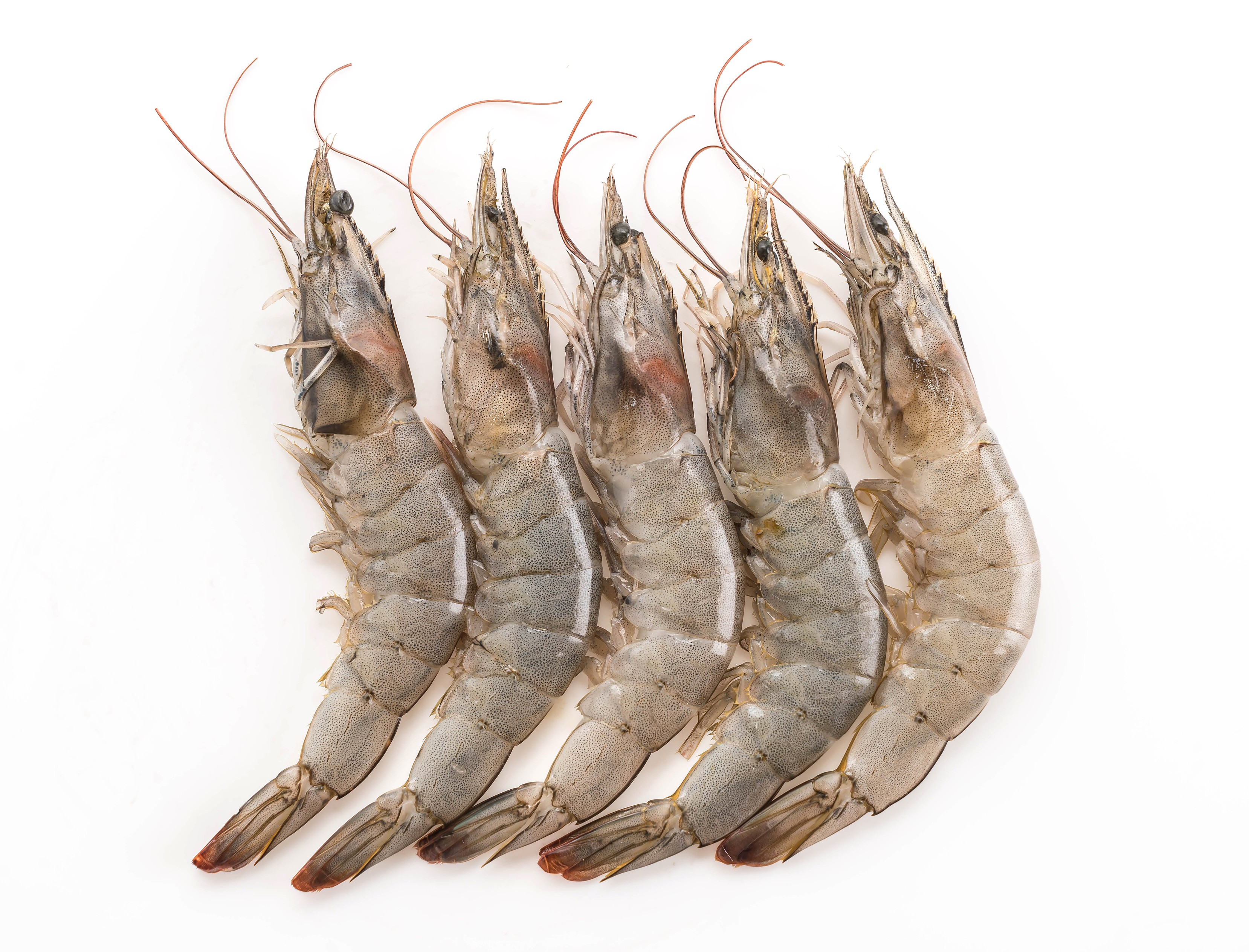 Udang Vanname
