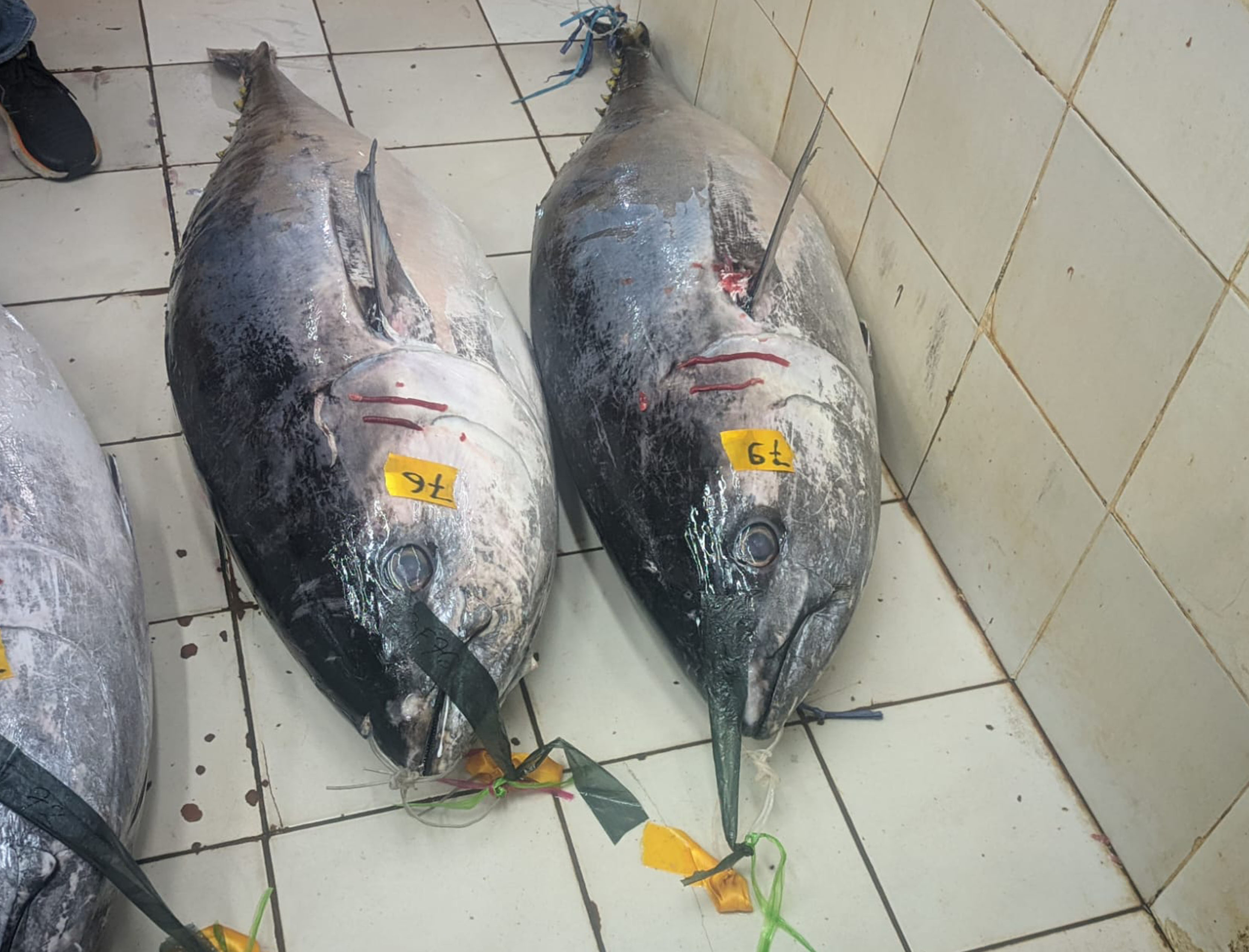 ikan tuna