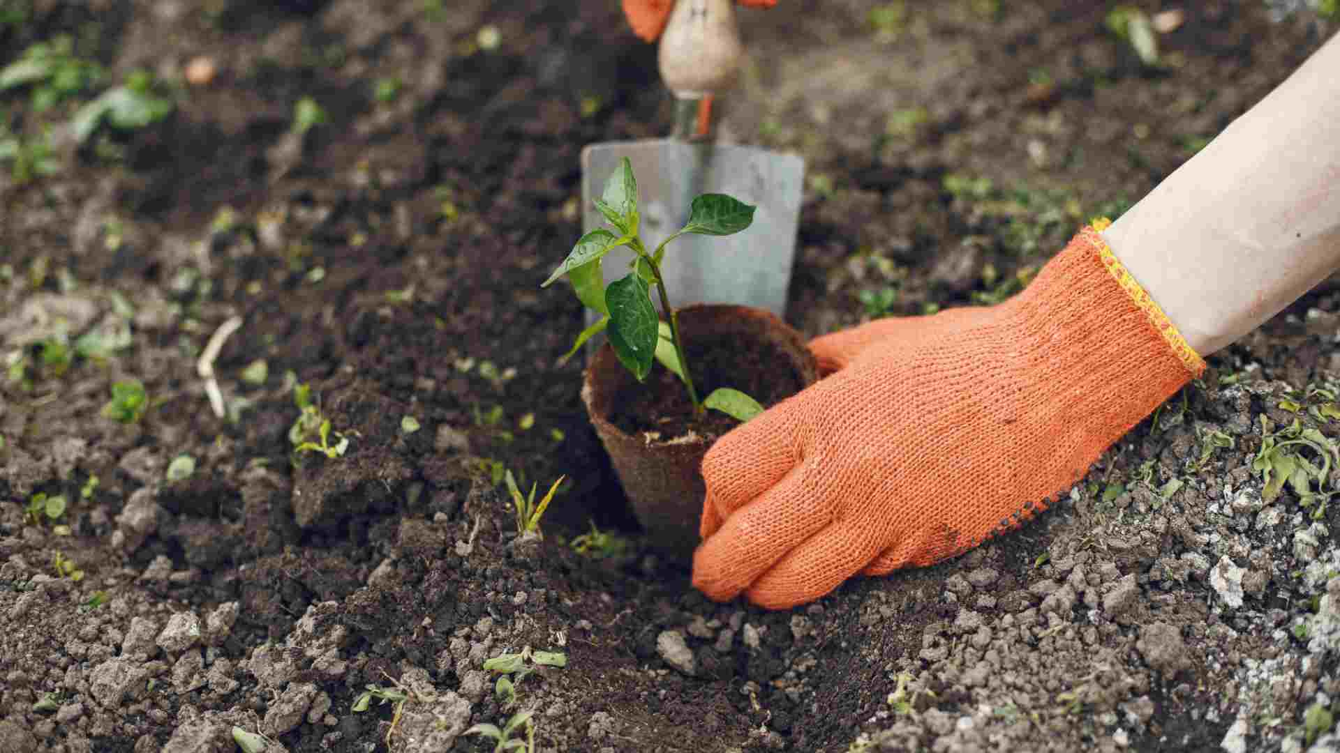 seasonal-planting